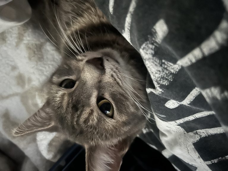 Willow, lost cat, Tabby cat