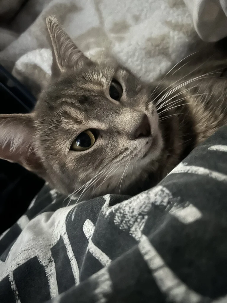 Willow, lost cat, Tabby cat