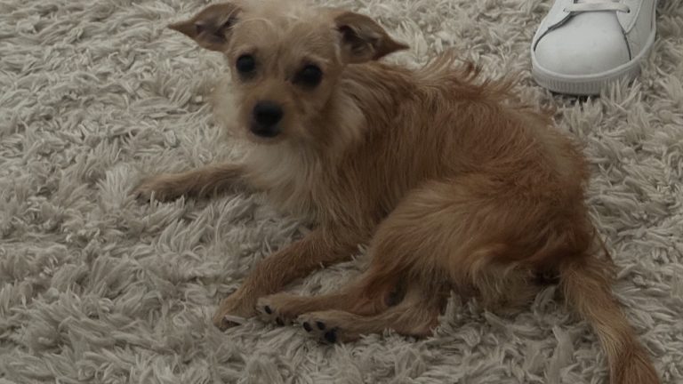 Ducky, lost dog, Chihuahua mix