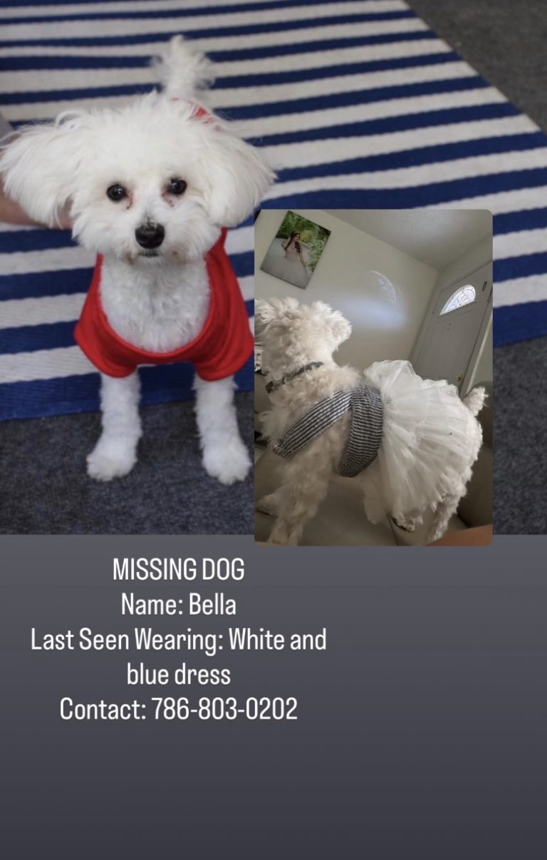 Bella, lost dog, maltipoo