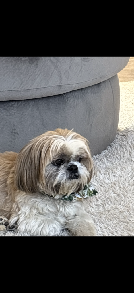 Nikai, lost dog, Shih Tzu