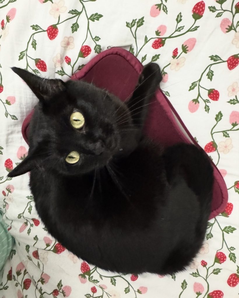 Mano, lost cat, Domestic shorthair