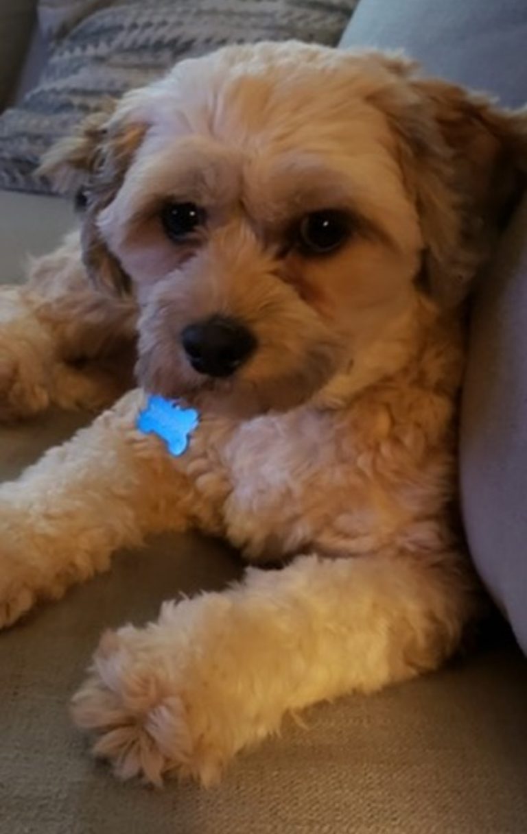 Buddy, lost dog, Cavipoo