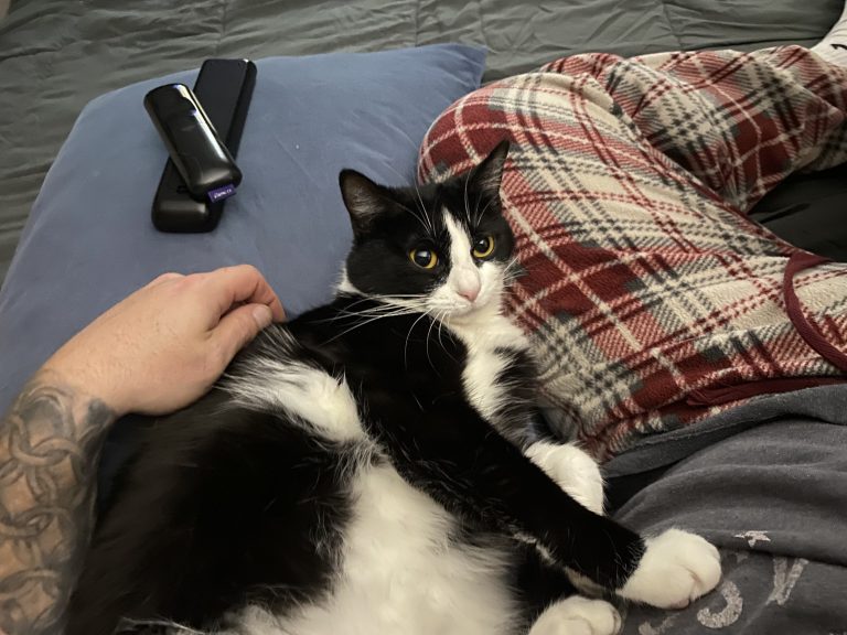 Bertie, lost cat, Tuxedo