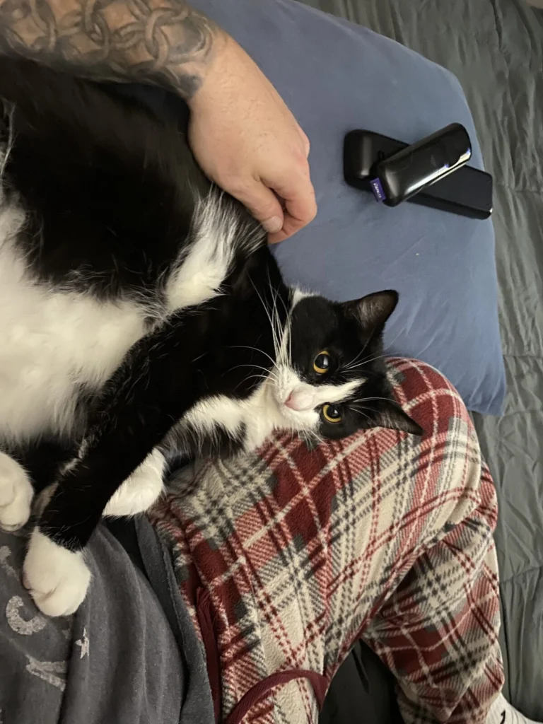 Bertie, lost cat, Tuxedo