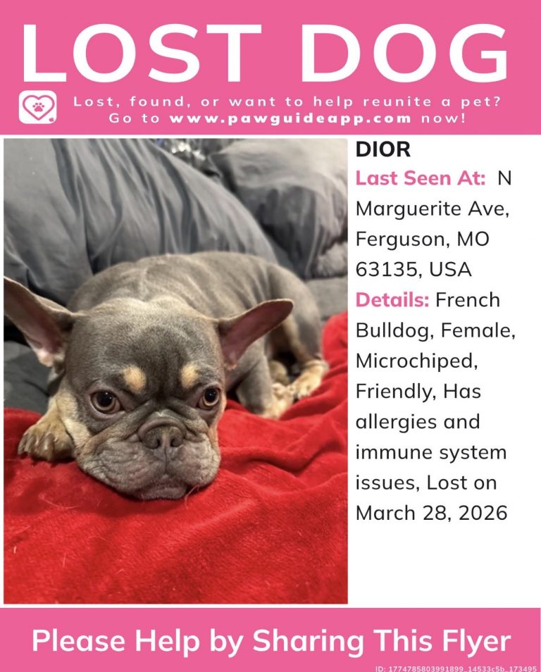 Dior, lost dog, French Bulldog
