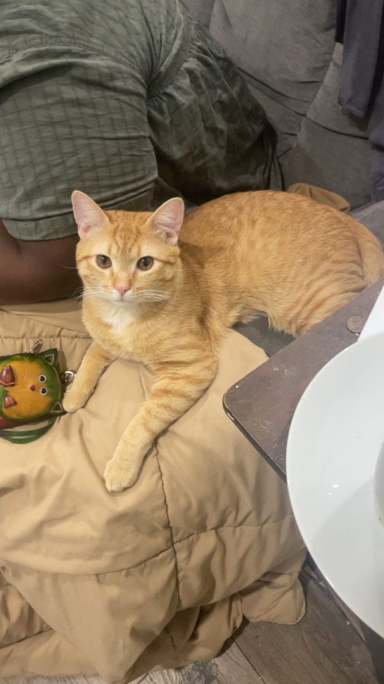 Sukuna, lost cat, Orange tabby