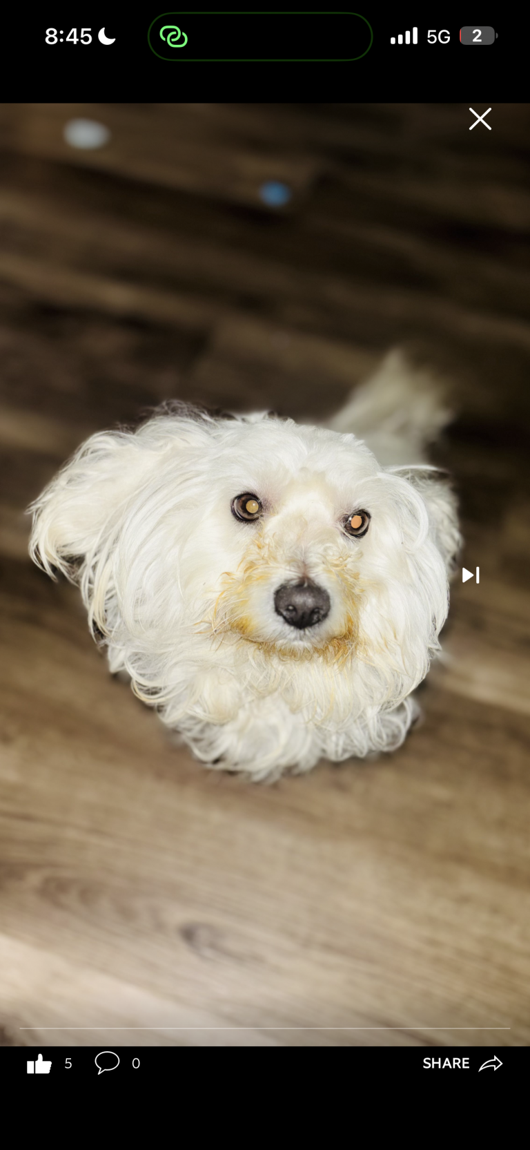 Puffy, lost dog, Mix