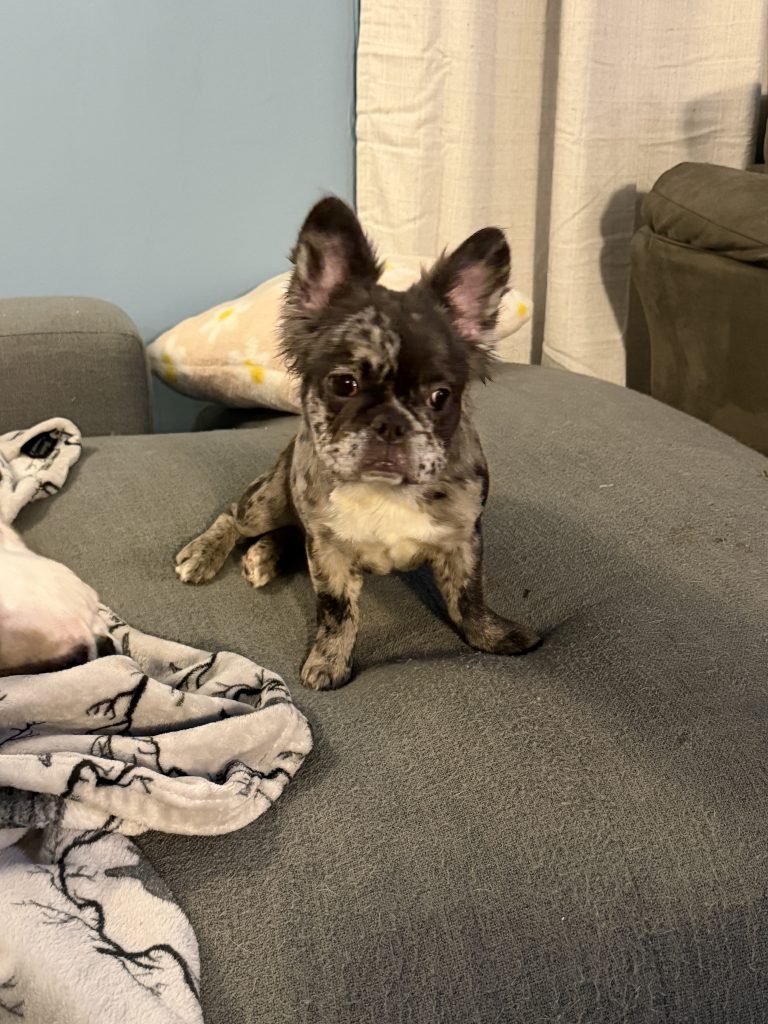 Penny, lost dog, French bulldog