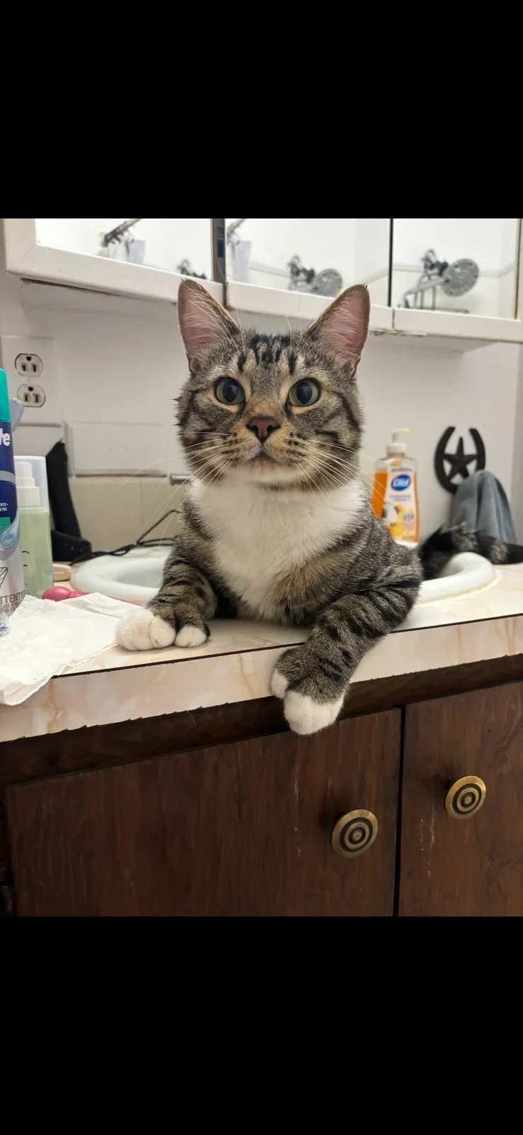 Socks, lost cat, I don’t know the breed