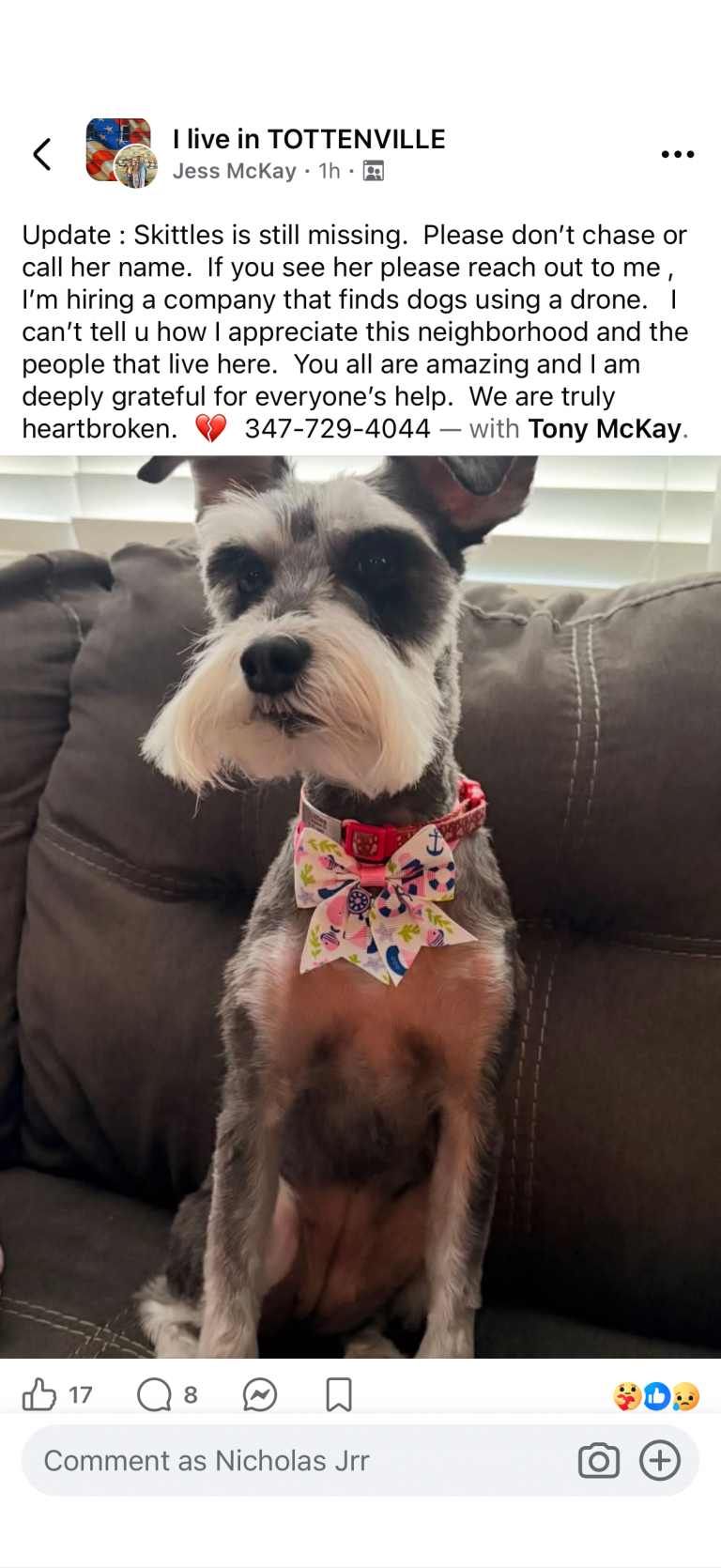Skittles, lost dog, Schnauzer