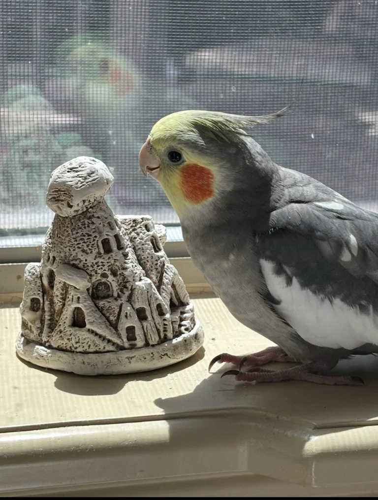 Tico, lost bird, Cockatiel