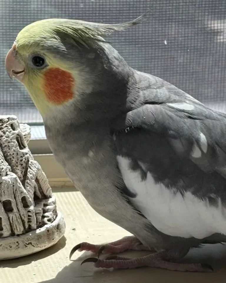 Tico, lost bird, Cockatiel