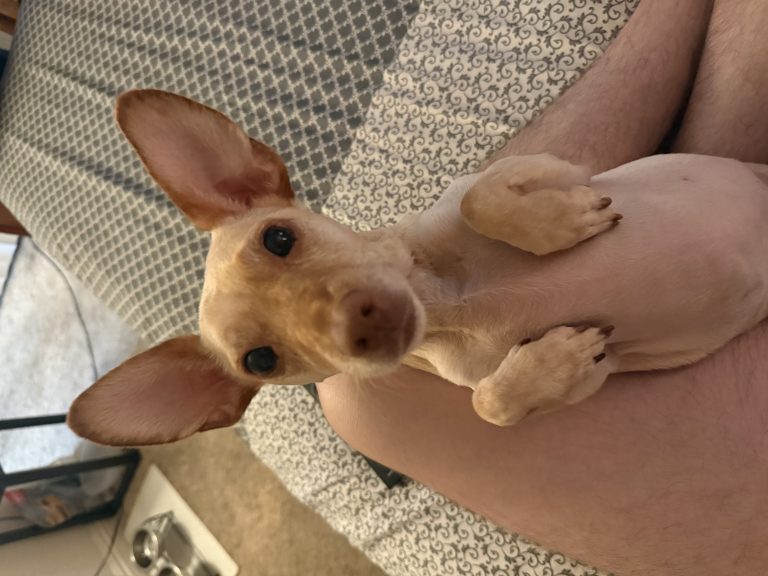 Mavrick, lost dog, Chihuaha Mix