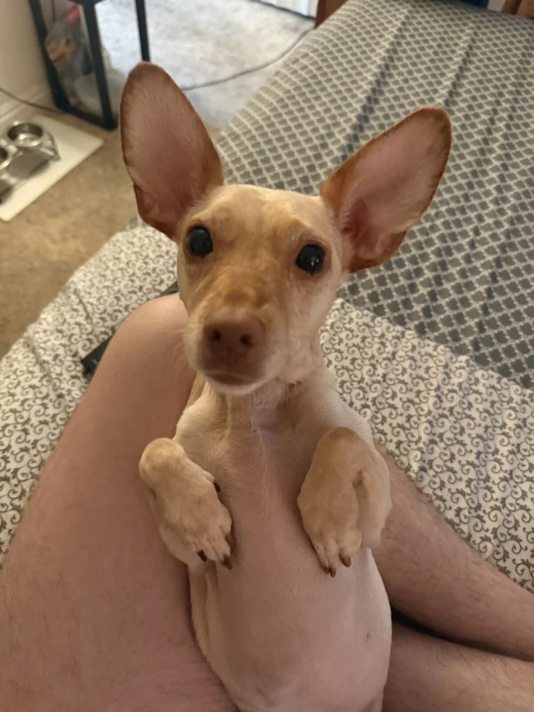 Mavrick, lost dog, Chihuaha Mix