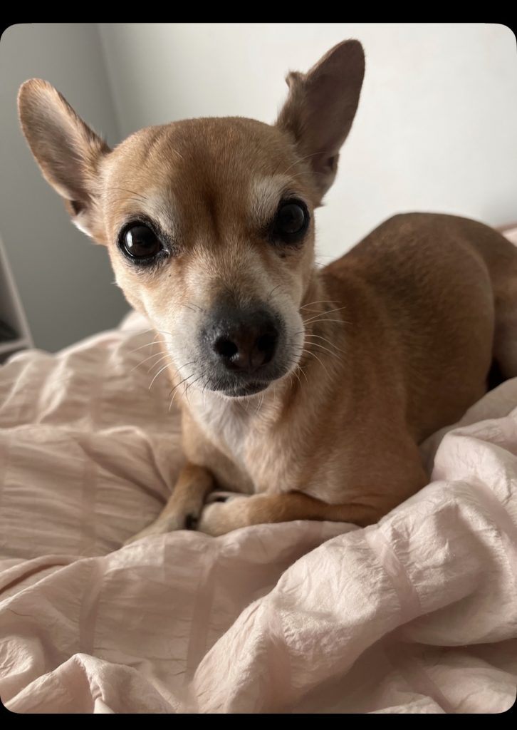 Chica, lost dog, Chihuahua