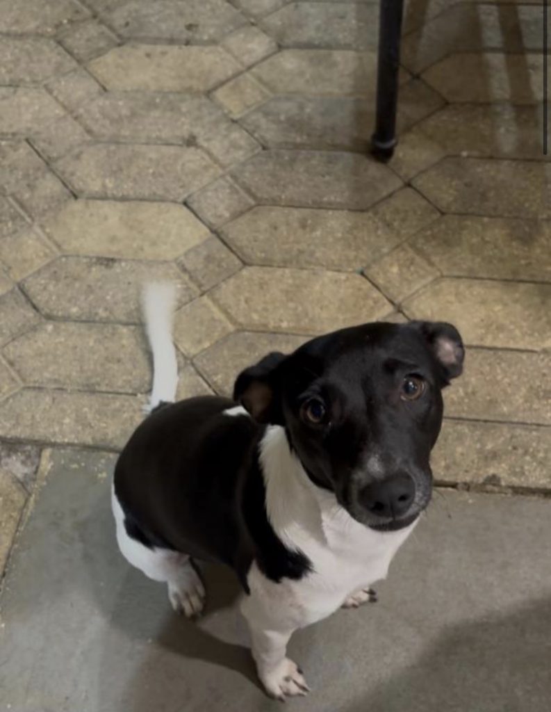 Nena, lost dog, Rat terrier