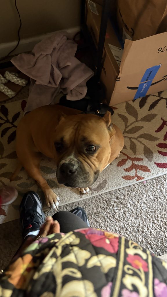 Cinnamon, lost dog, Pit Bull