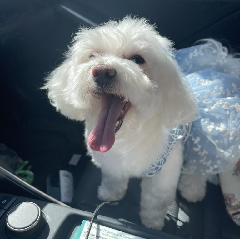 Princess, lost dog, Maltese