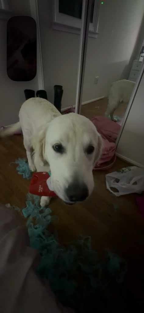 Bear, lost dog, Golden retriever
