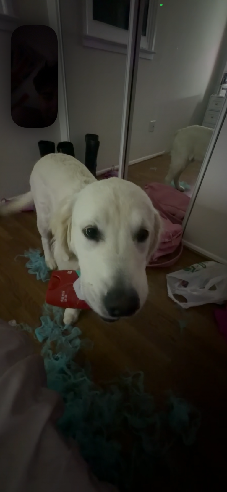 Bear, lost dog, Golden retriever