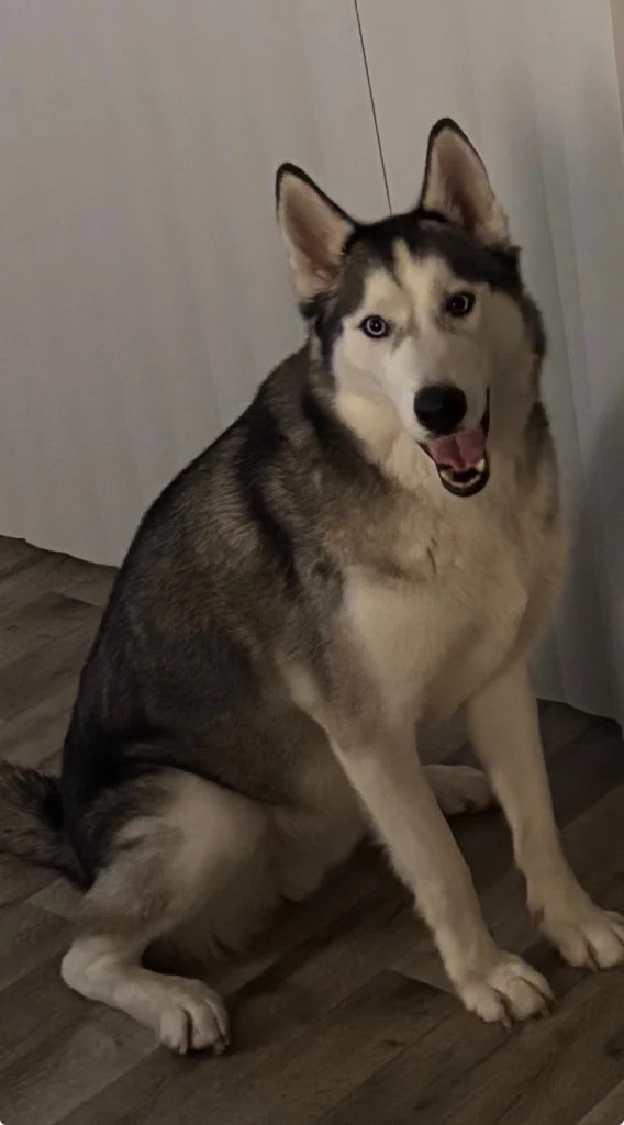 Jack Sparrow, lost dog, Husky