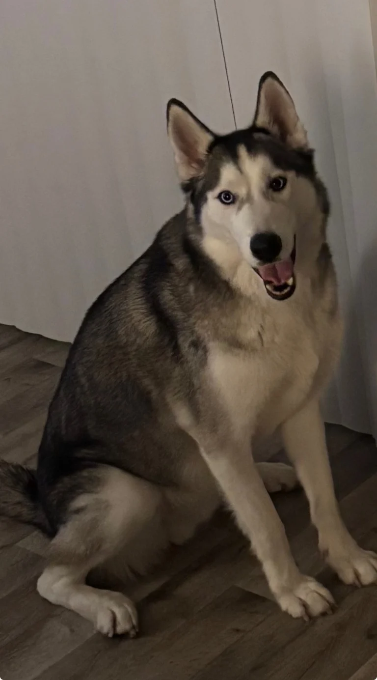 Jack Sparrow, lost dog, Husky