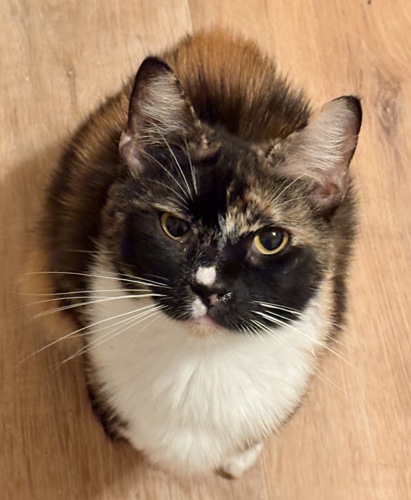 Spook, lost cat, Domestic Medium hair