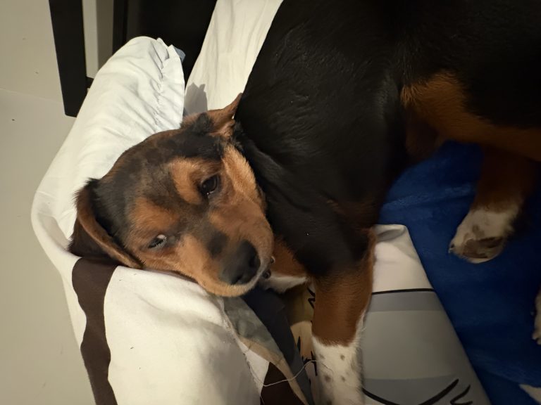 Mack, lost dog, Appenzeller
