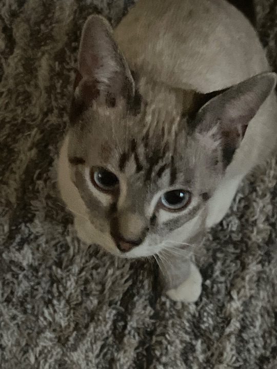 Skelly, lost cat, siamese