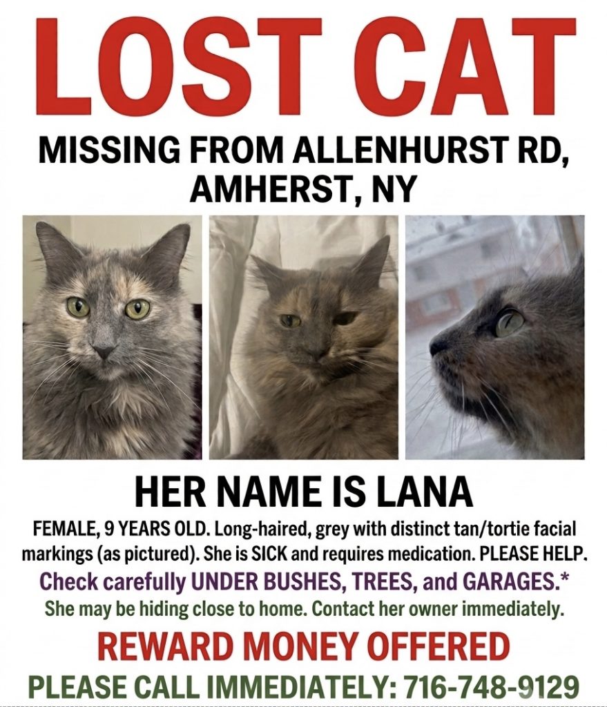 Lana, lost cat, Domestic long hair