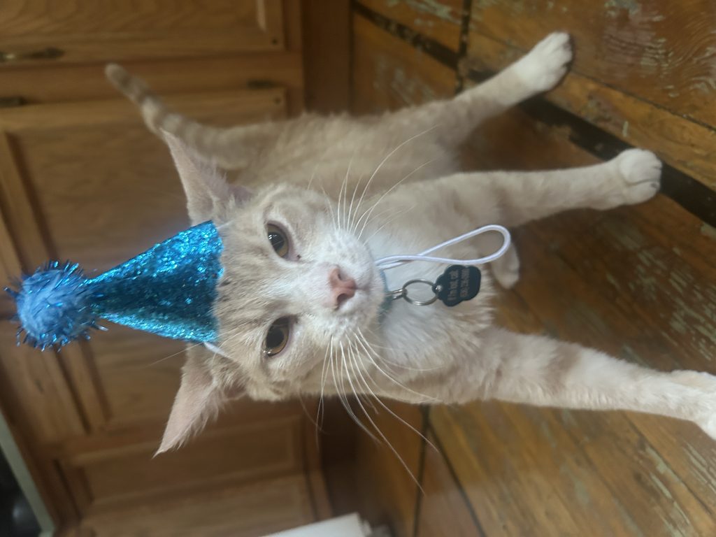Kevin, lost cat, Unknown