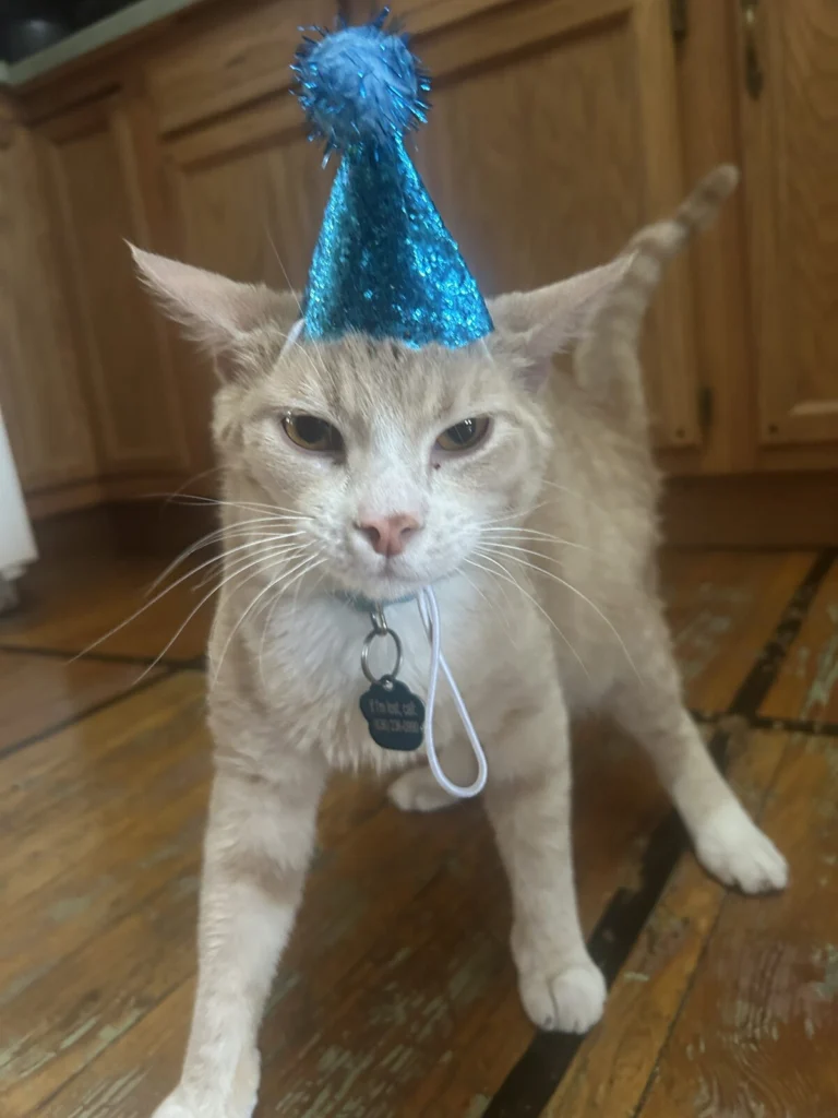 Kevin, lost cat, Unknown