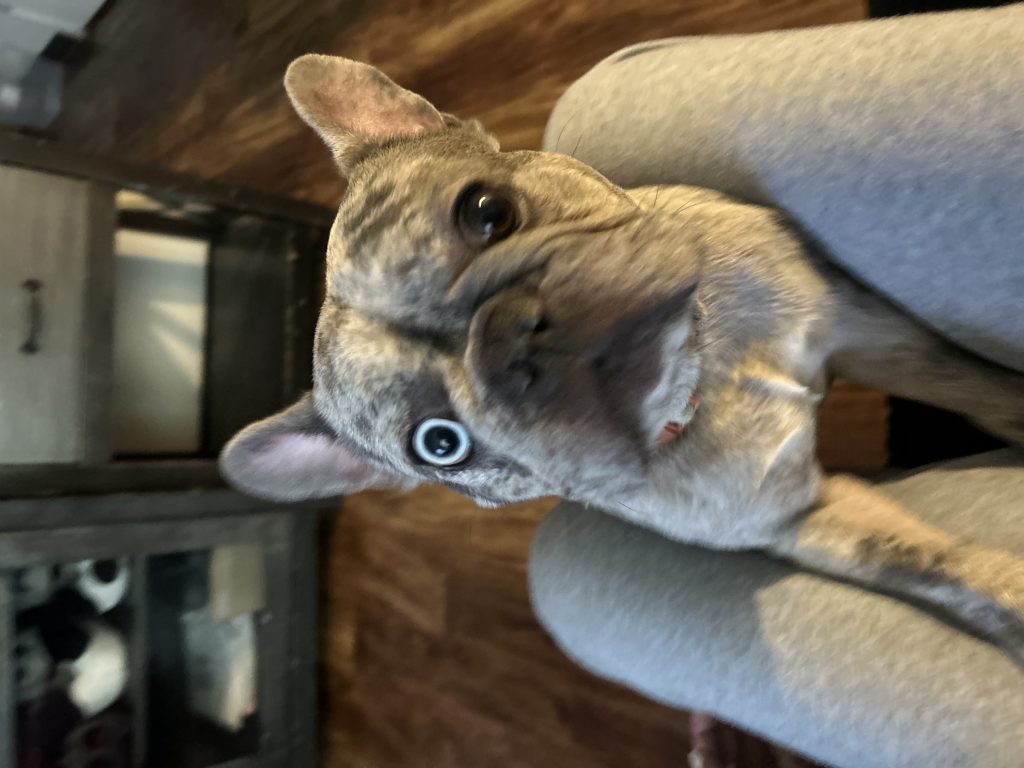 Mochi, lost dog, Frenchie