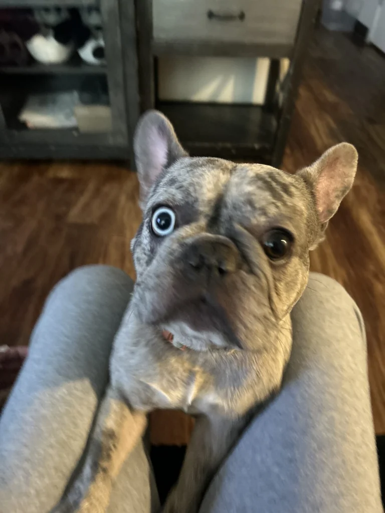 Mochi, lost dog, Frenchie