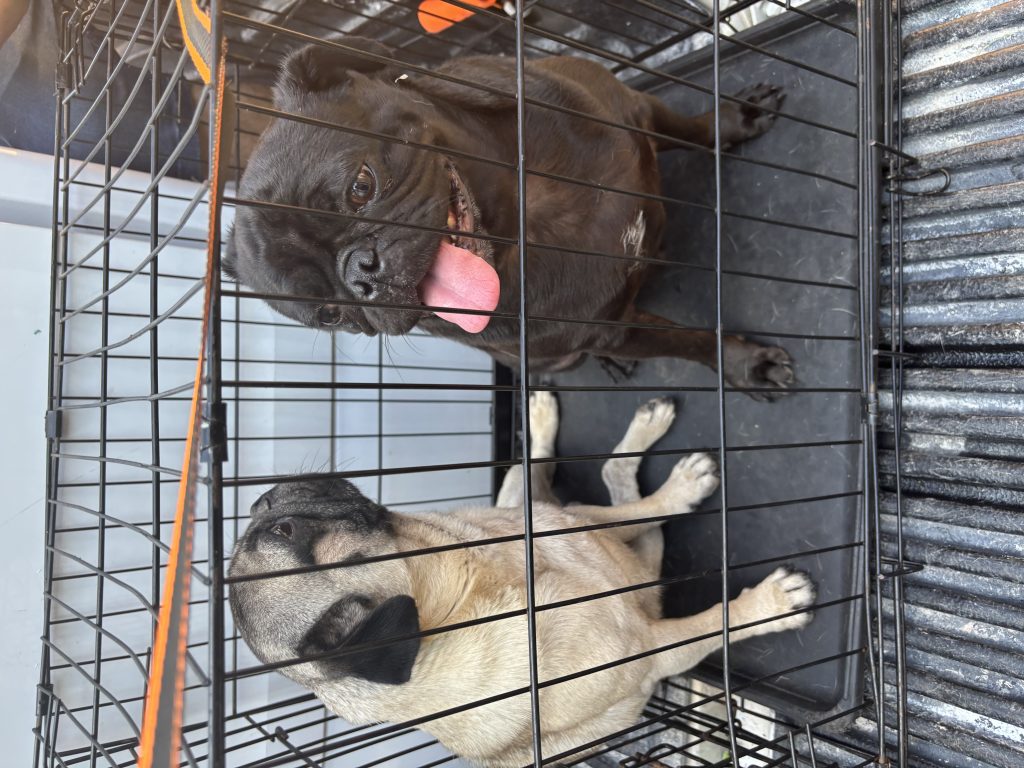 Wildon, lost dog, pug