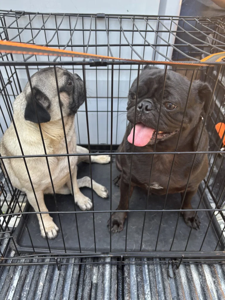 Wildon, lost dog, pug