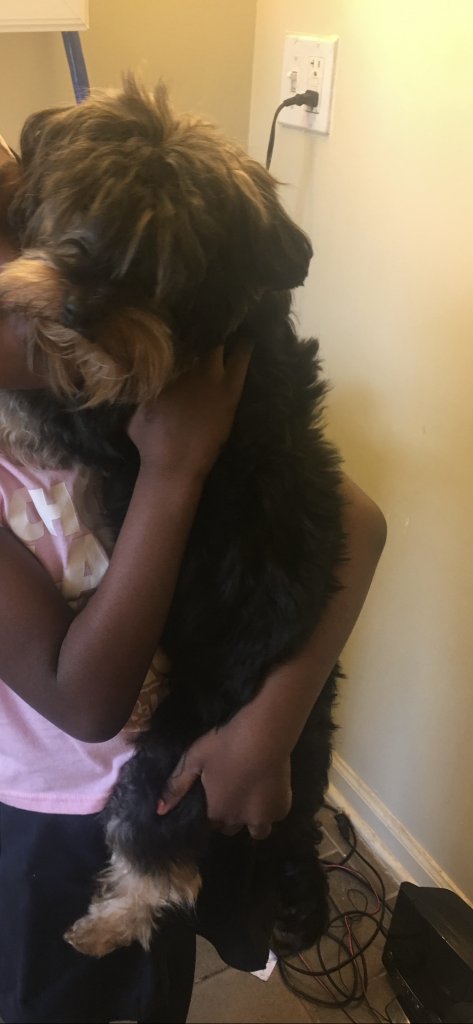 Bella, lost dog, Yorkie