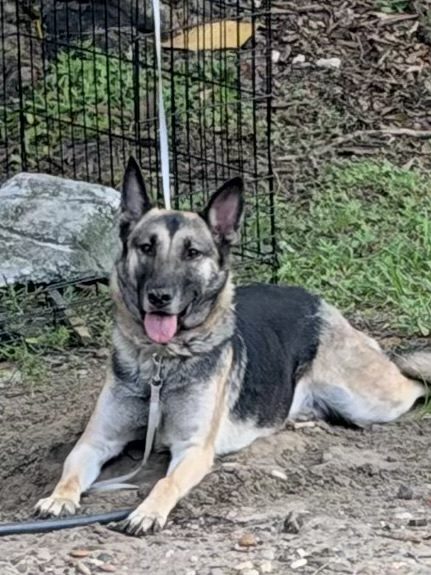 Be, lost dog, German belgian