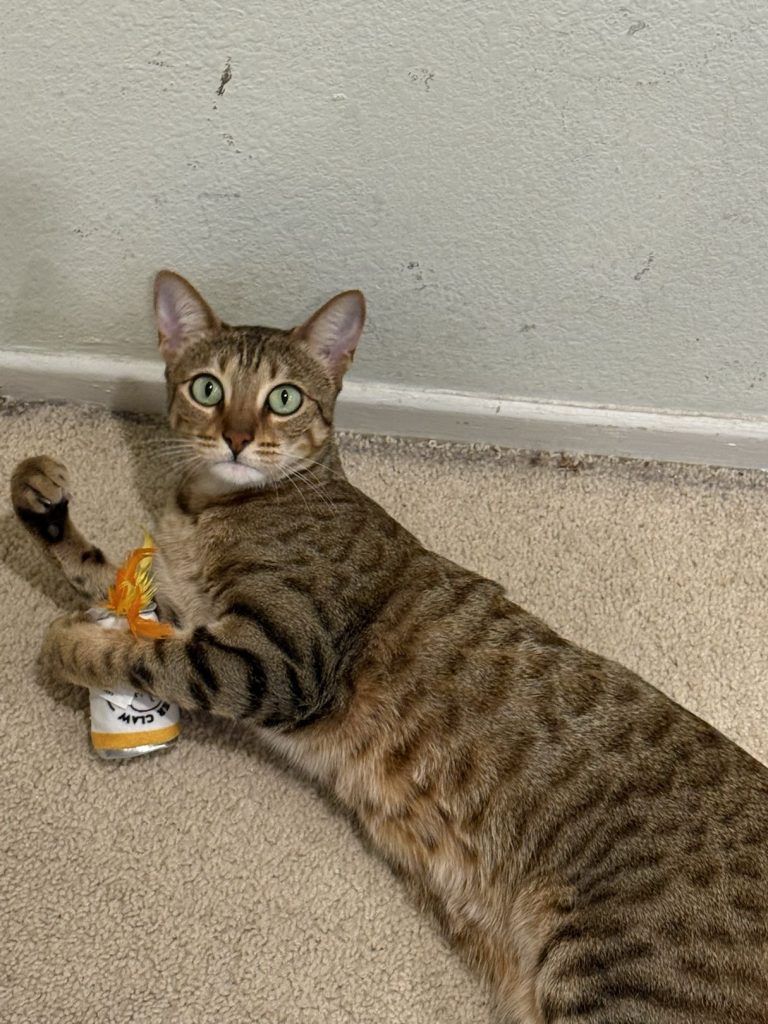 Bella, lost cat, Savannah f4