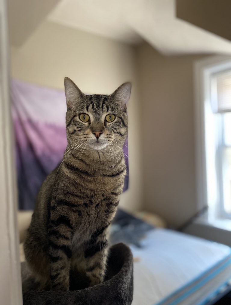 Paco, lost cat, Tabby