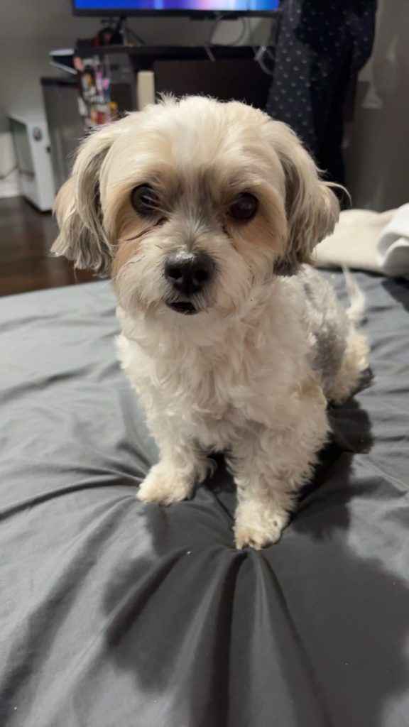 Dupsy, lost dog, Maltese