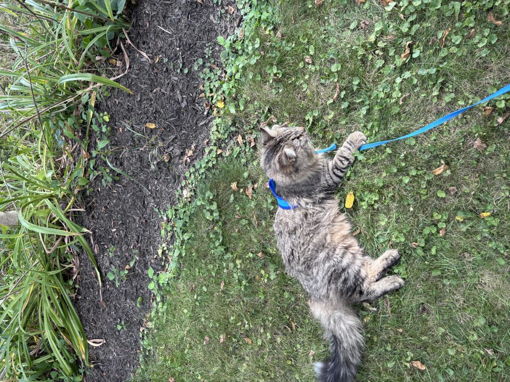 Louie, lost cat, Long hair
