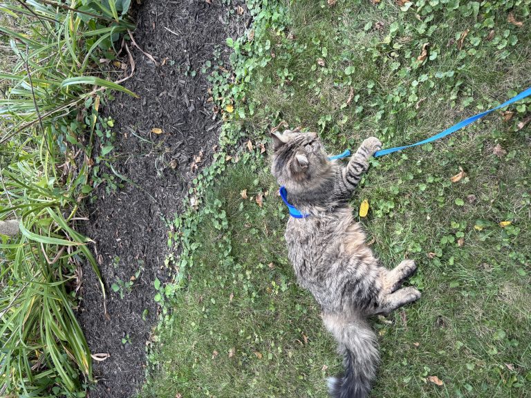 Louie, lost cat, Long hair