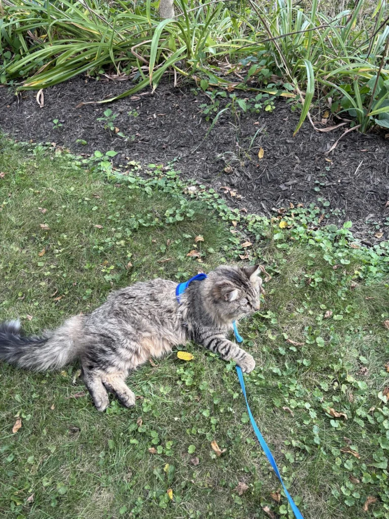 Louie, lost cat, Long hair