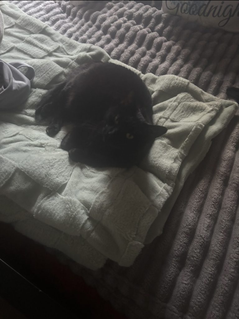Ebony, lost cat, bombay