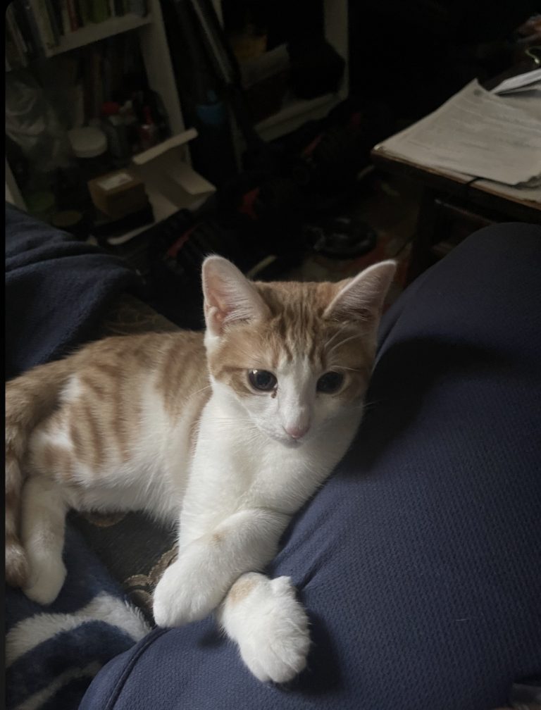 Sorbet, lost cat, American shorthair