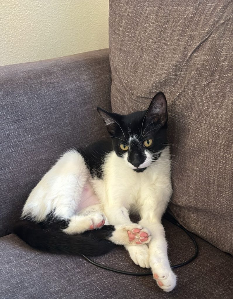 Isaura, lost cat, Tuxedo