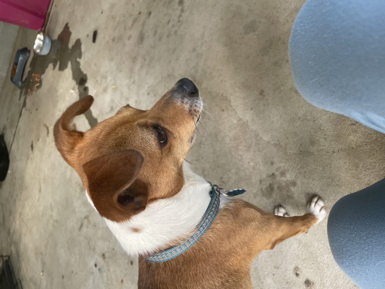 Rebel, lost dog, Jack Russel Terrier
