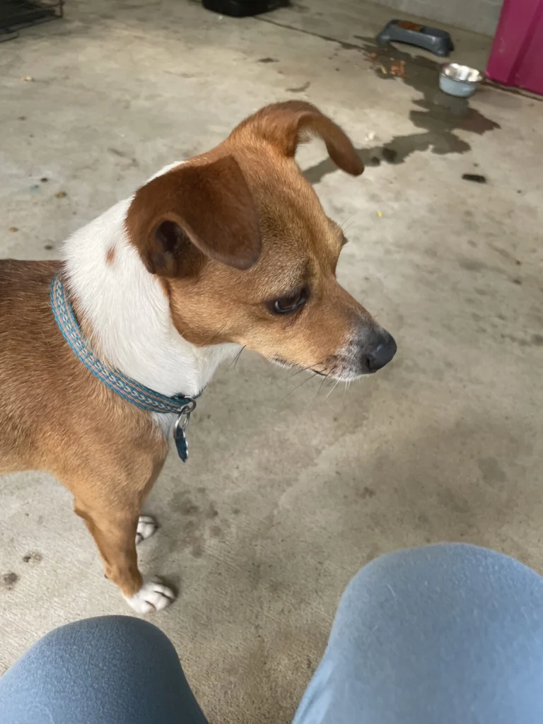 Rebel, lost dog, Jack Russel Terrier